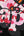 Bape Abc Sakura Camo Milo on BAPE Tee Black