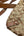 Coach Signature Shoulder CrossBody Bag Beige Brown (Pre-owned)