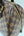 Louis Vuitton Damier Ebene Canvas Rivera MM (Like new)