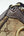 Gucci Beige/Brown GG Canvas Medium Sukey Hobo (Pre-owned) 9X9Y2WG